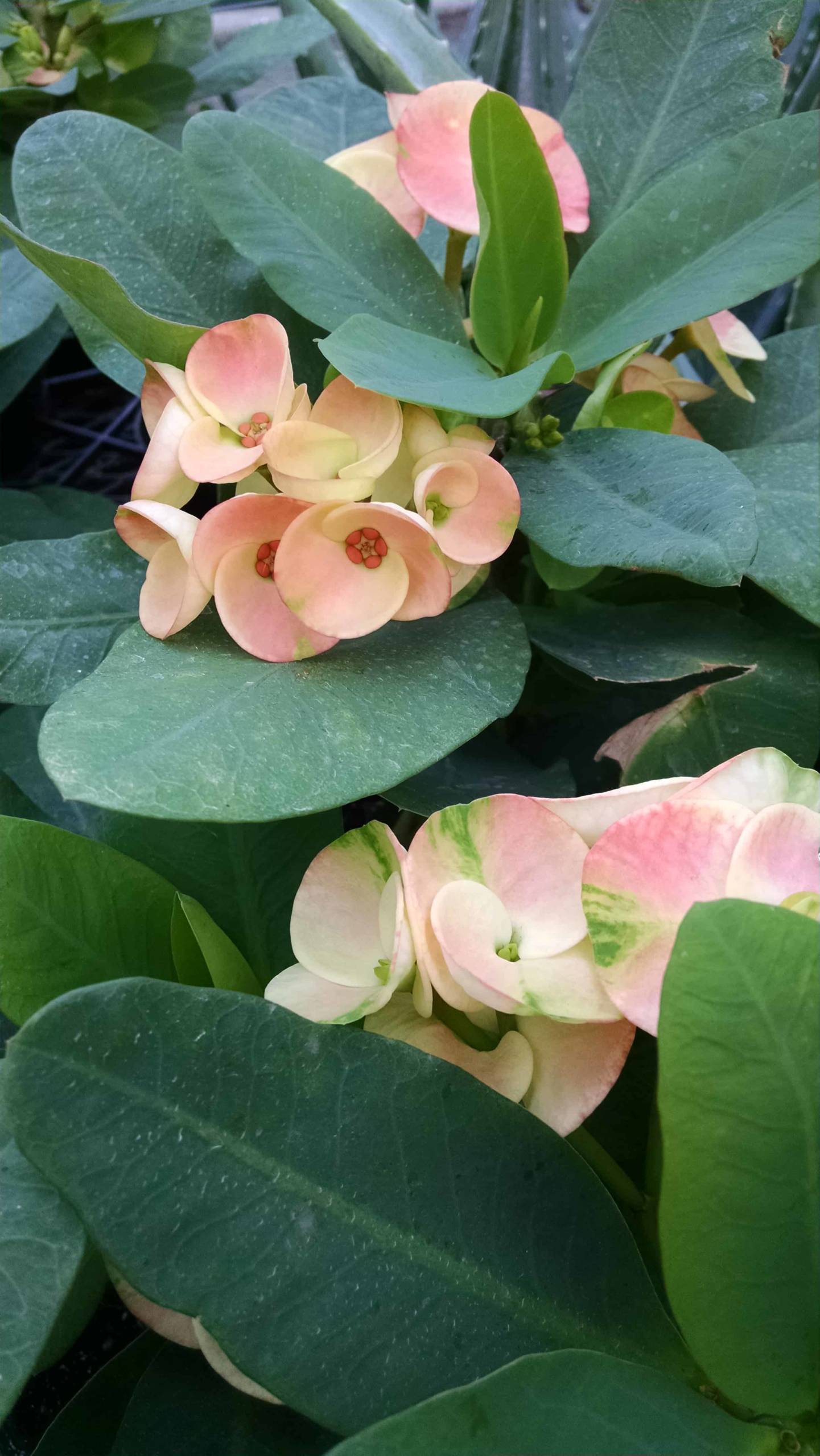 Hybrid crown of thorns with blush pink and cream blooms by Studley Flower Gardens