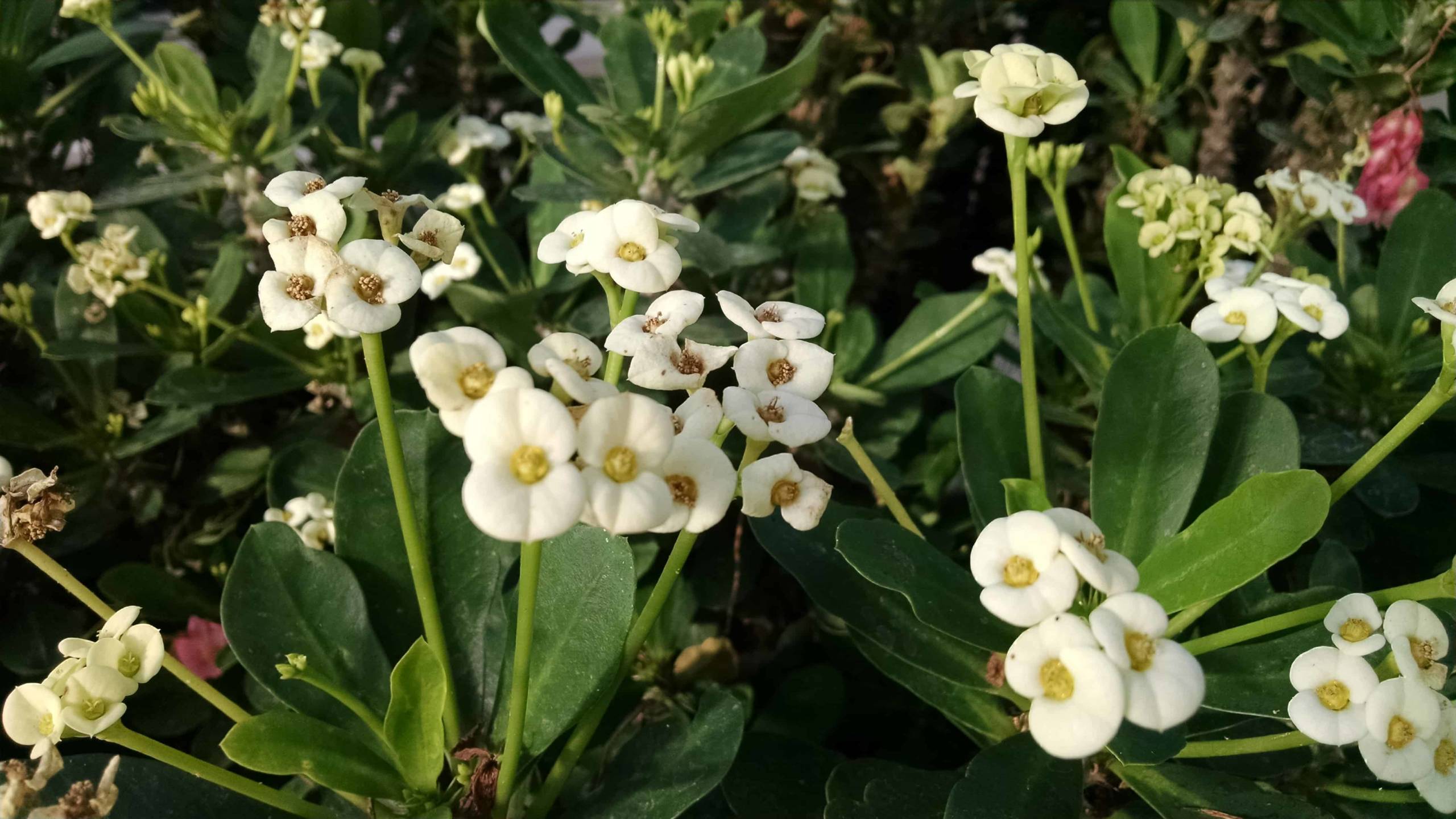 white crown of thorns detail image