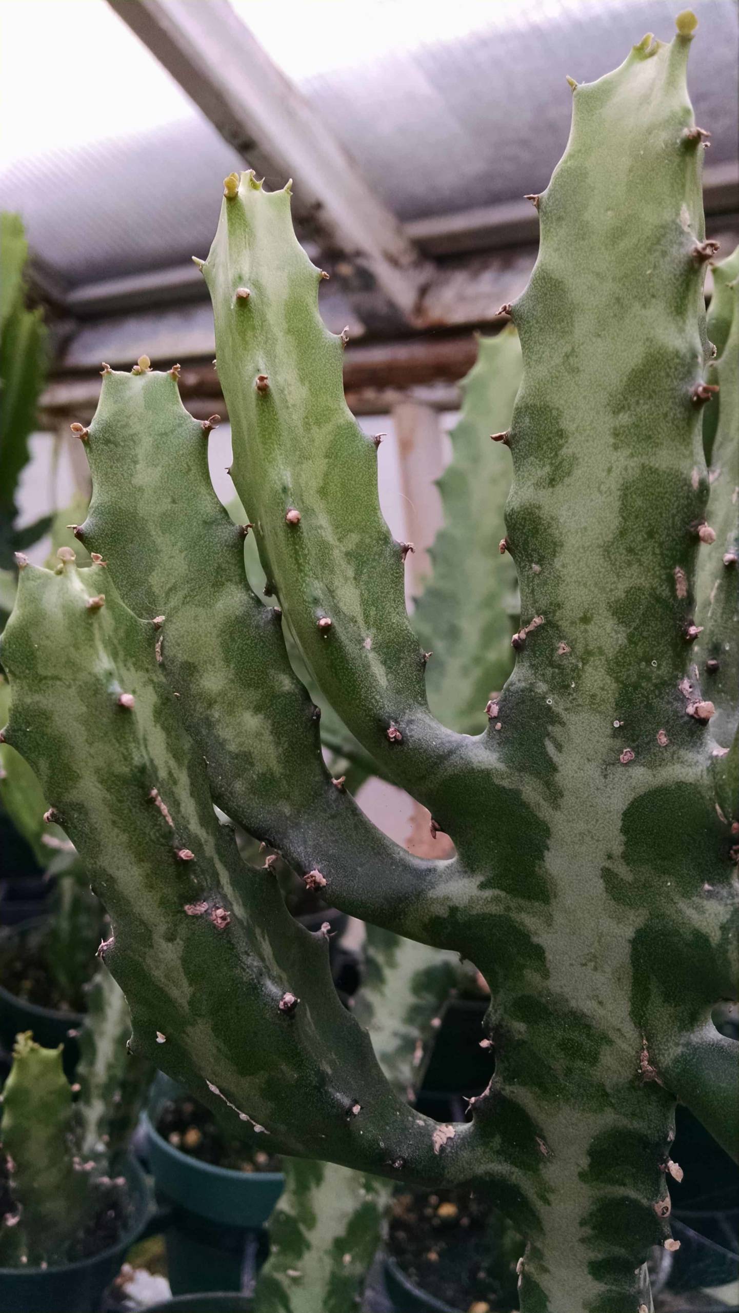 variegated euphorbia cactus detail image