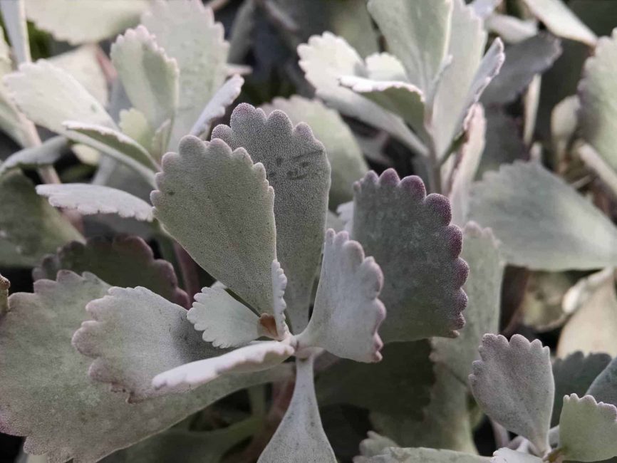 Flower dust plant trailing succulent foliage by Studley Flower Gardens