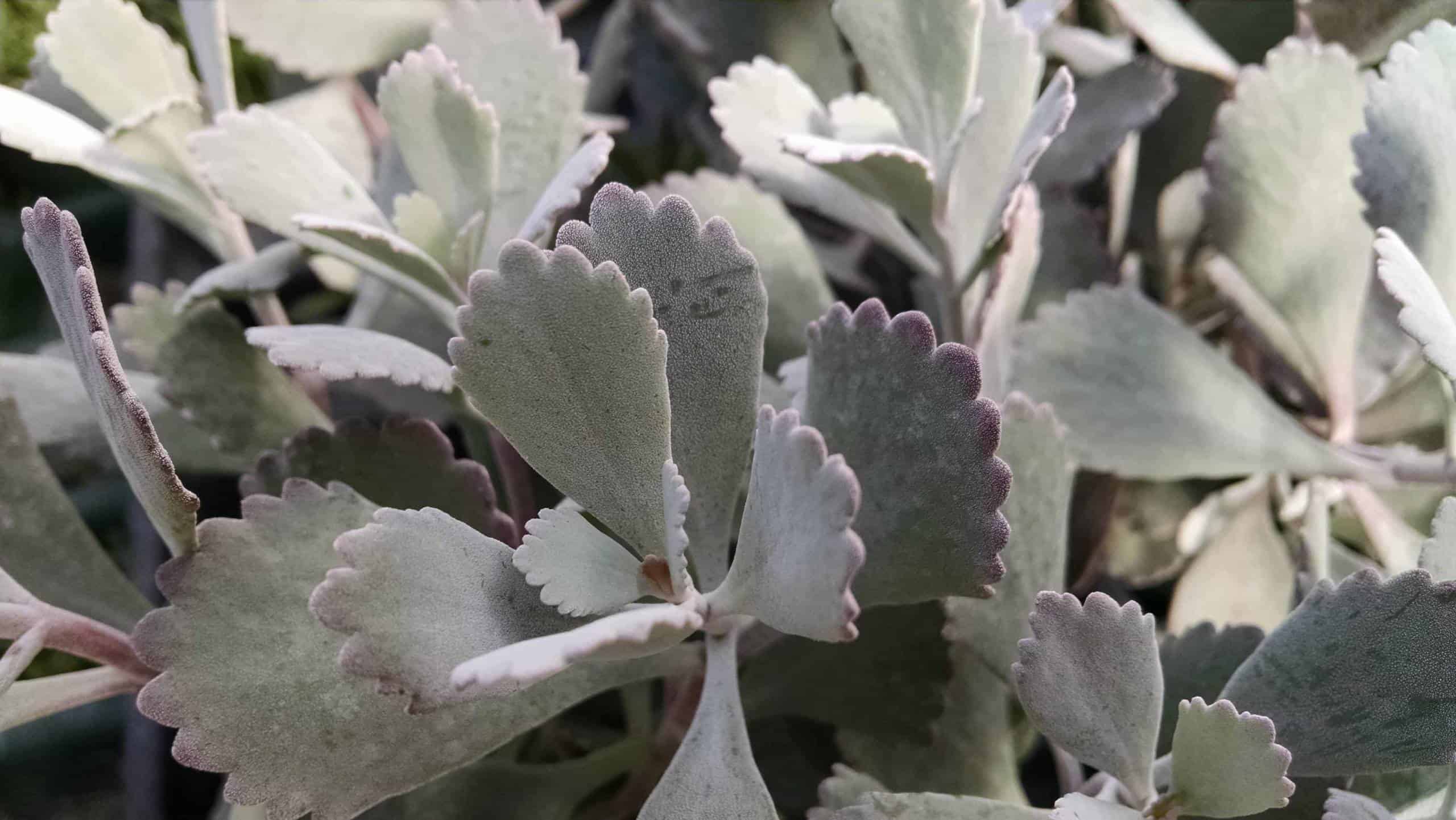 Flower dust plant trailing succulent foliage by Studley Flower Gardens