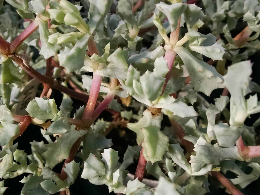 Pink Ice Plant with bright pink trailing stems by Studley Flower Gardens