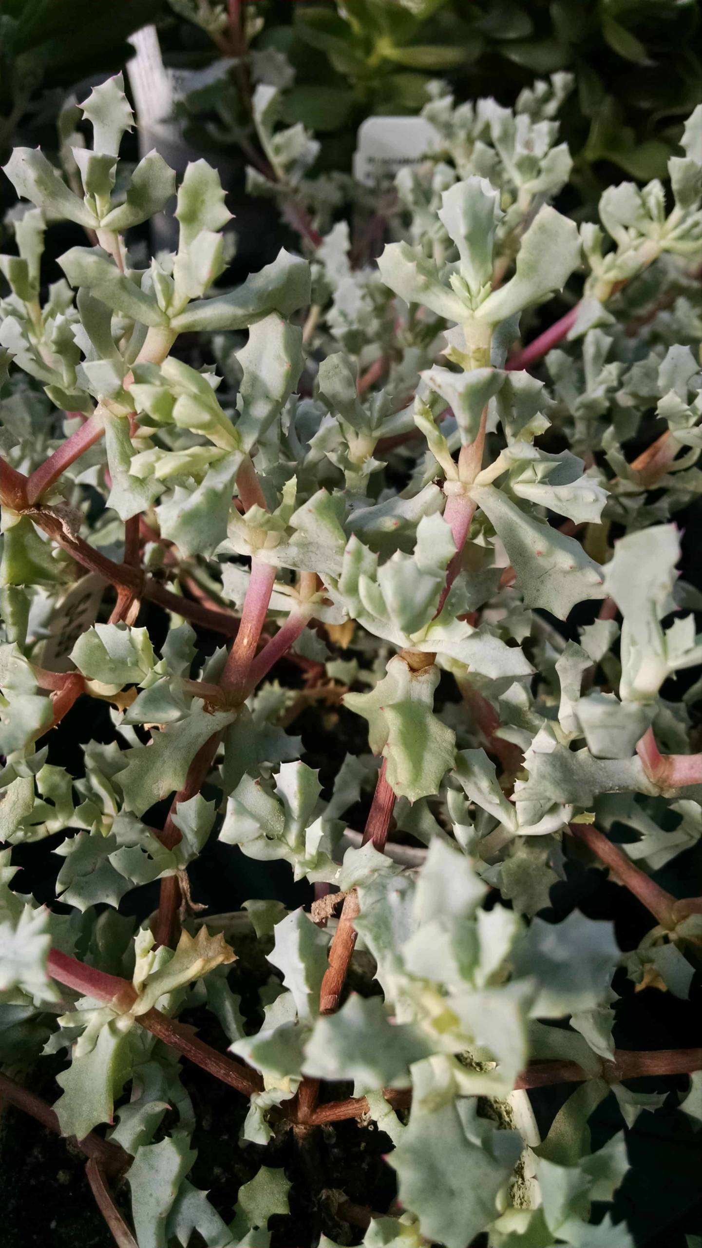 Pink Ice Plant with bright pink trailing stems by Studley Flower Gardens