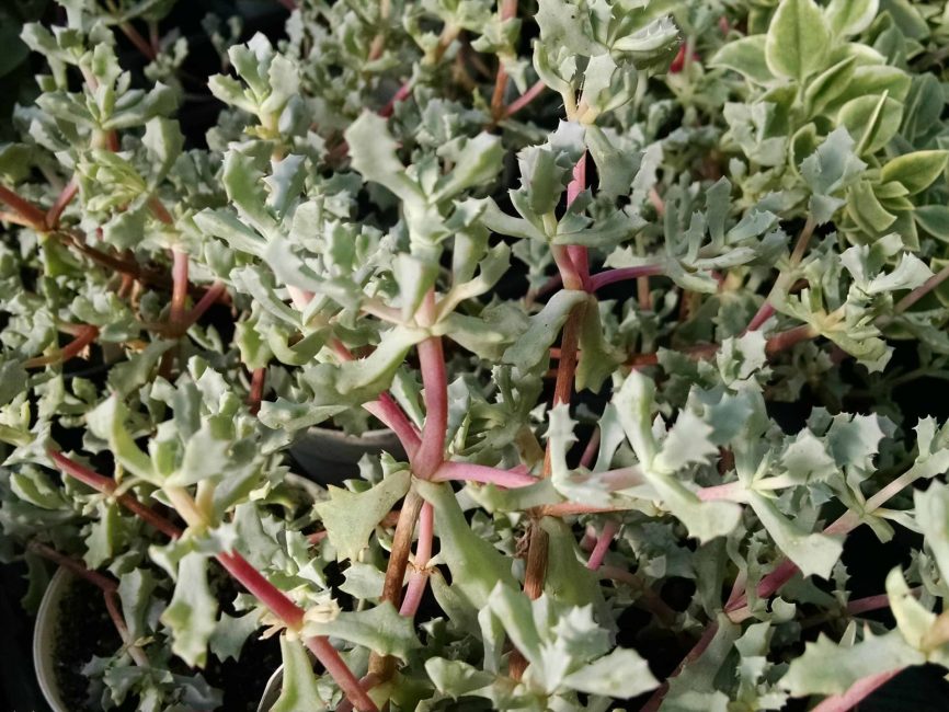 Pink ice plant succulent with trailing growth by Studley Flower Gardens