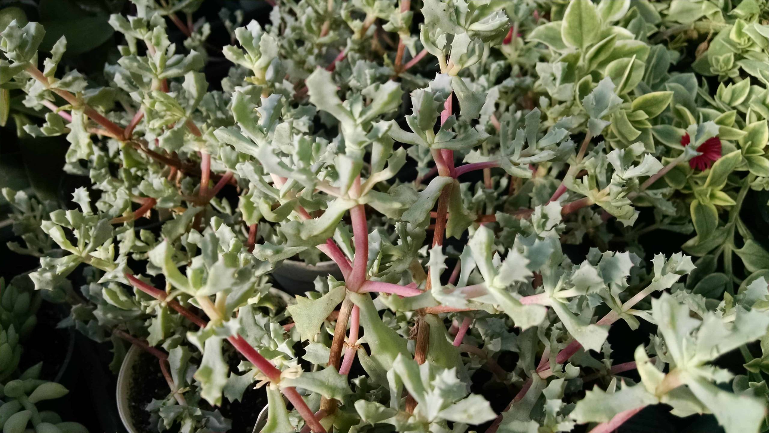 Pink ice plant succulent with trailing growth by Studley Flower Gardens