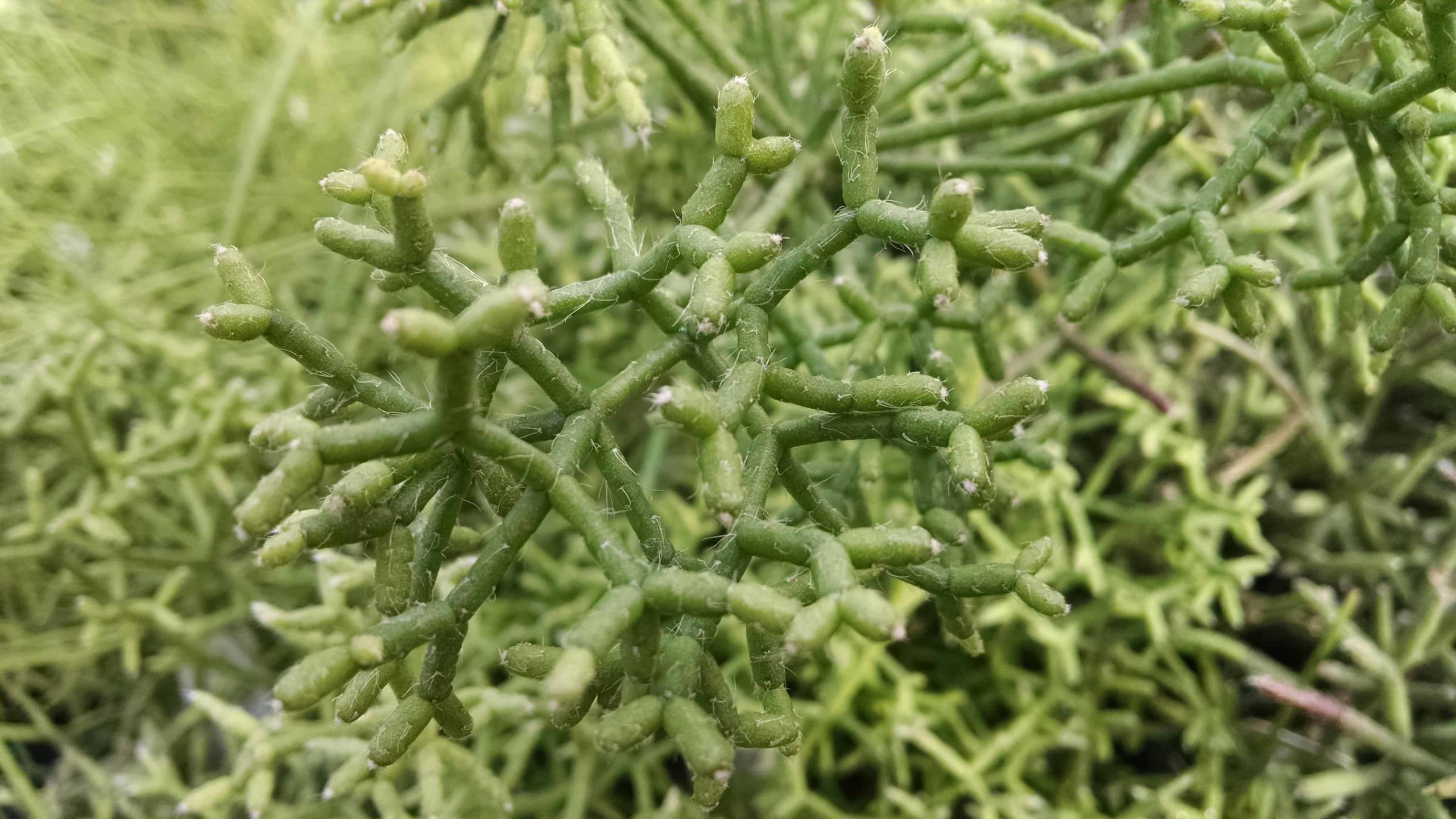 capilliformis pencil plant, link cactus detail image
