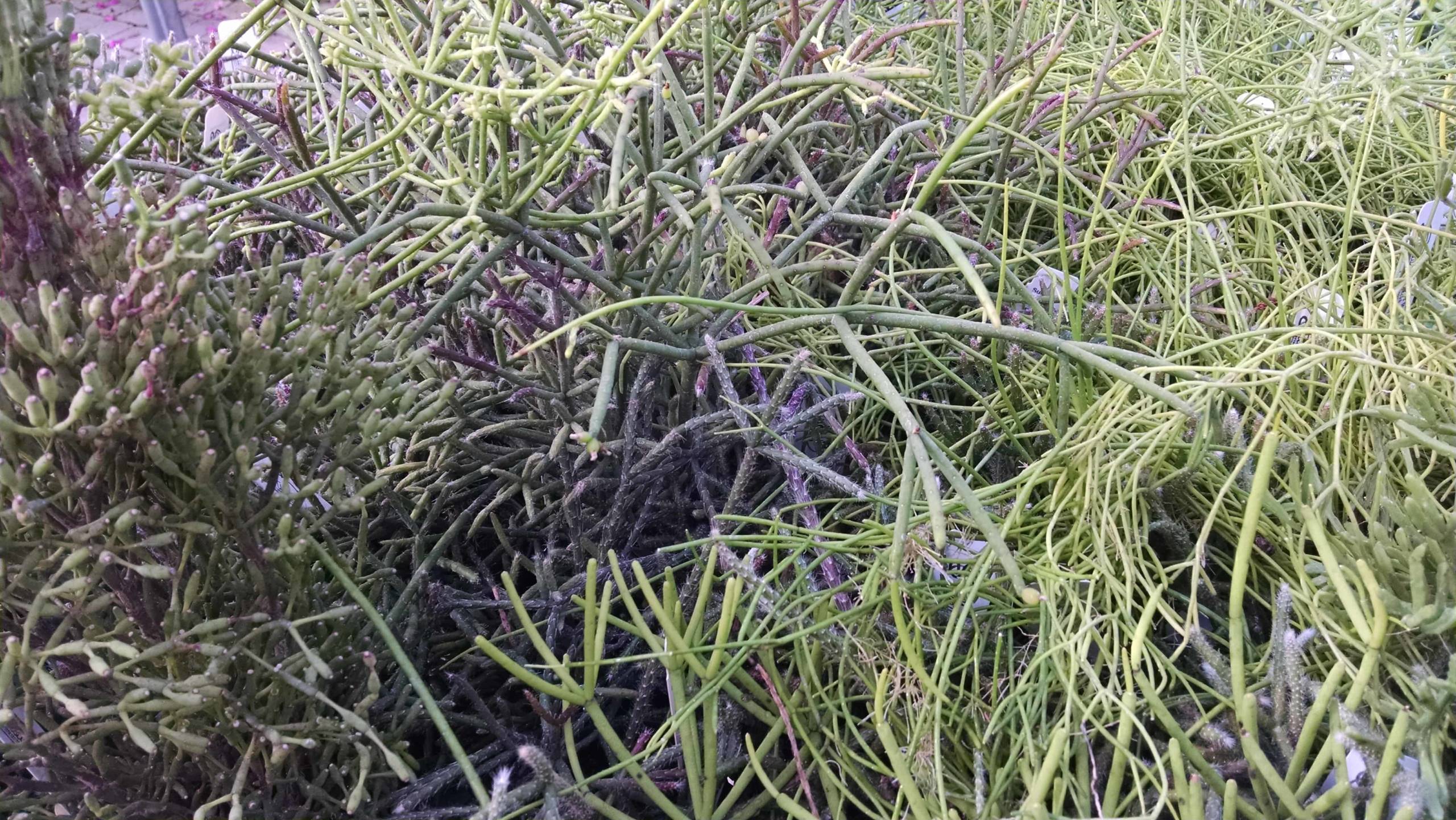 rhipsalis collection detail image
