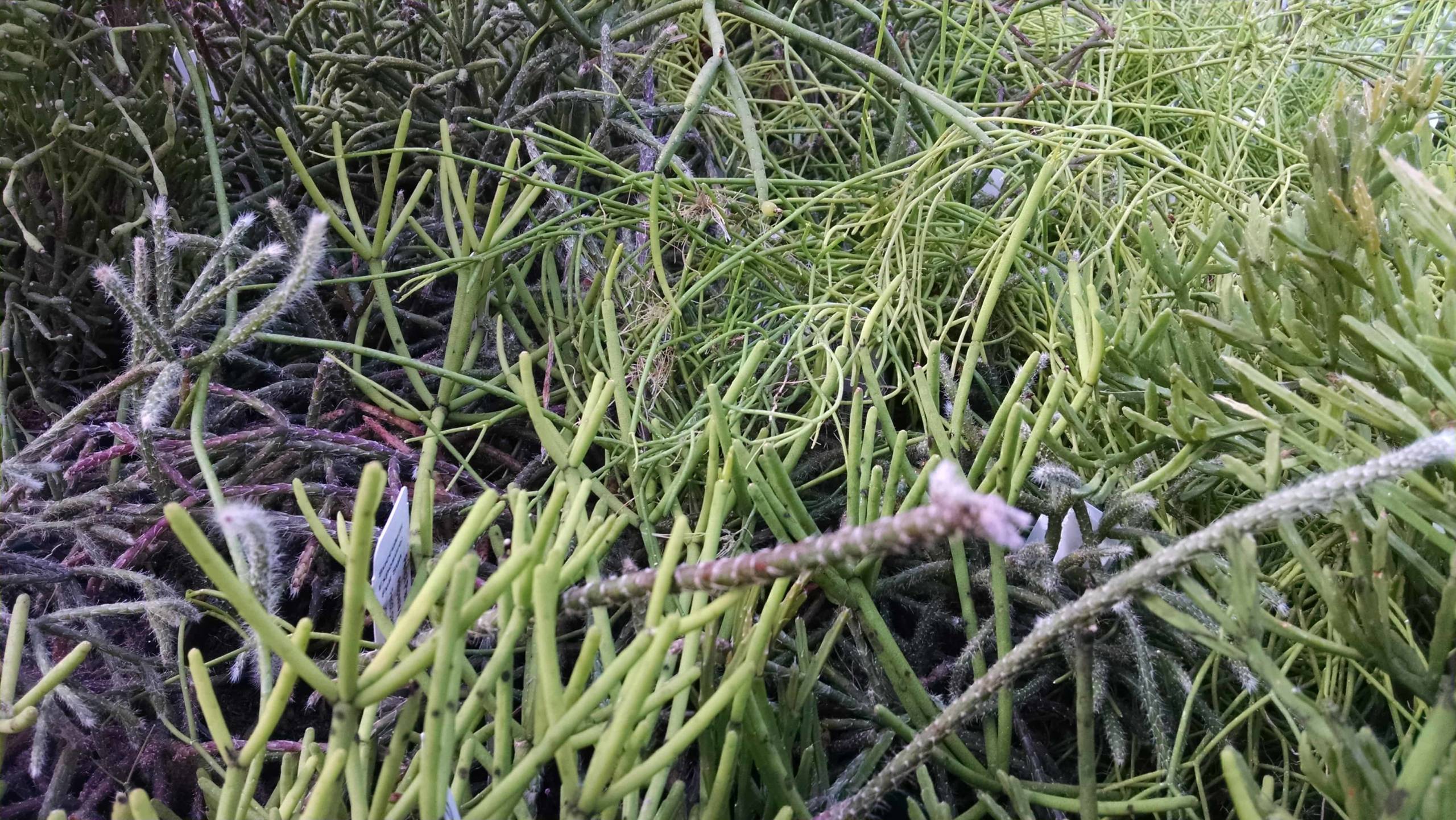Rhipsalis collection trailing succulent by Studley Flower Gardens