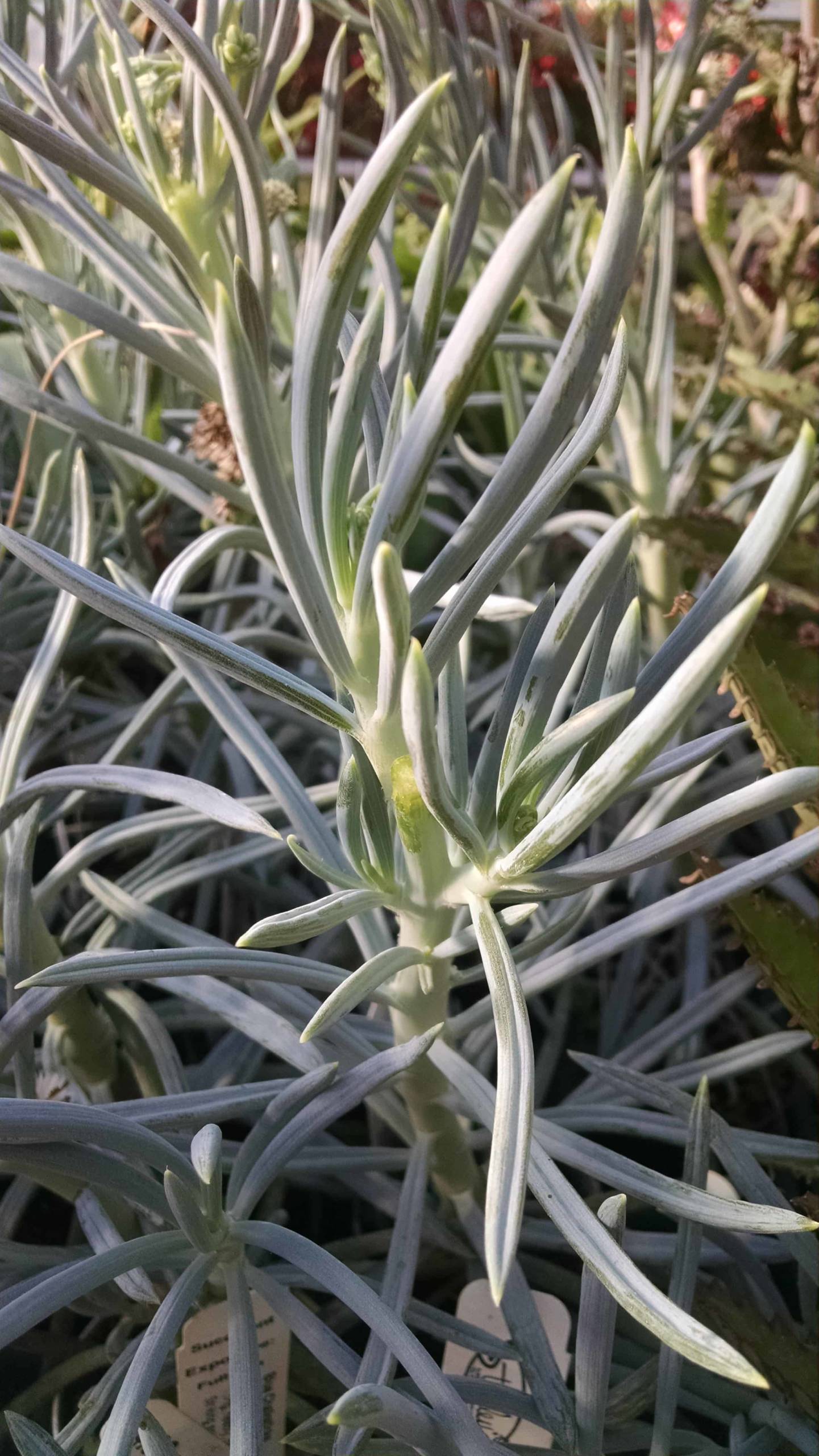 Blue chalk sticks succulent with fleshy blue-green foliage by Studley Flower Gardens