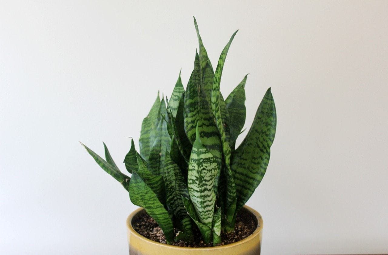 Sansevieria plant with broad upright leaves by Studley Flower Gardens