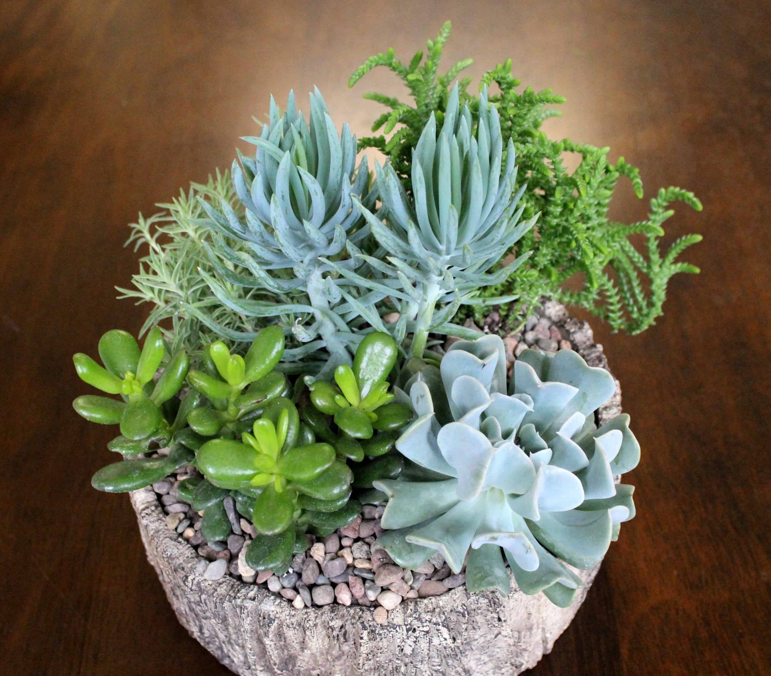 Succulent planter with varied textures in rustic ceramic container by Studley Flower Gardens