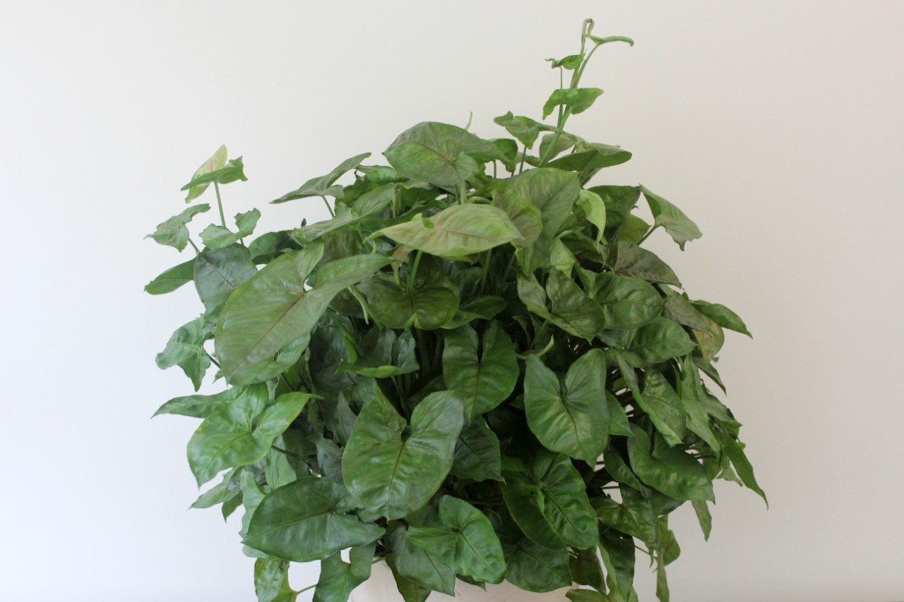 Syngonium plant in glazed ceramic pottery by Studley Flower Gardens