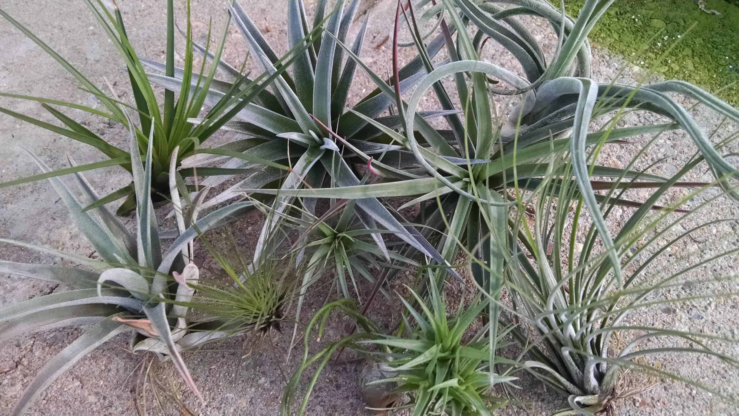 air plant collection detail image