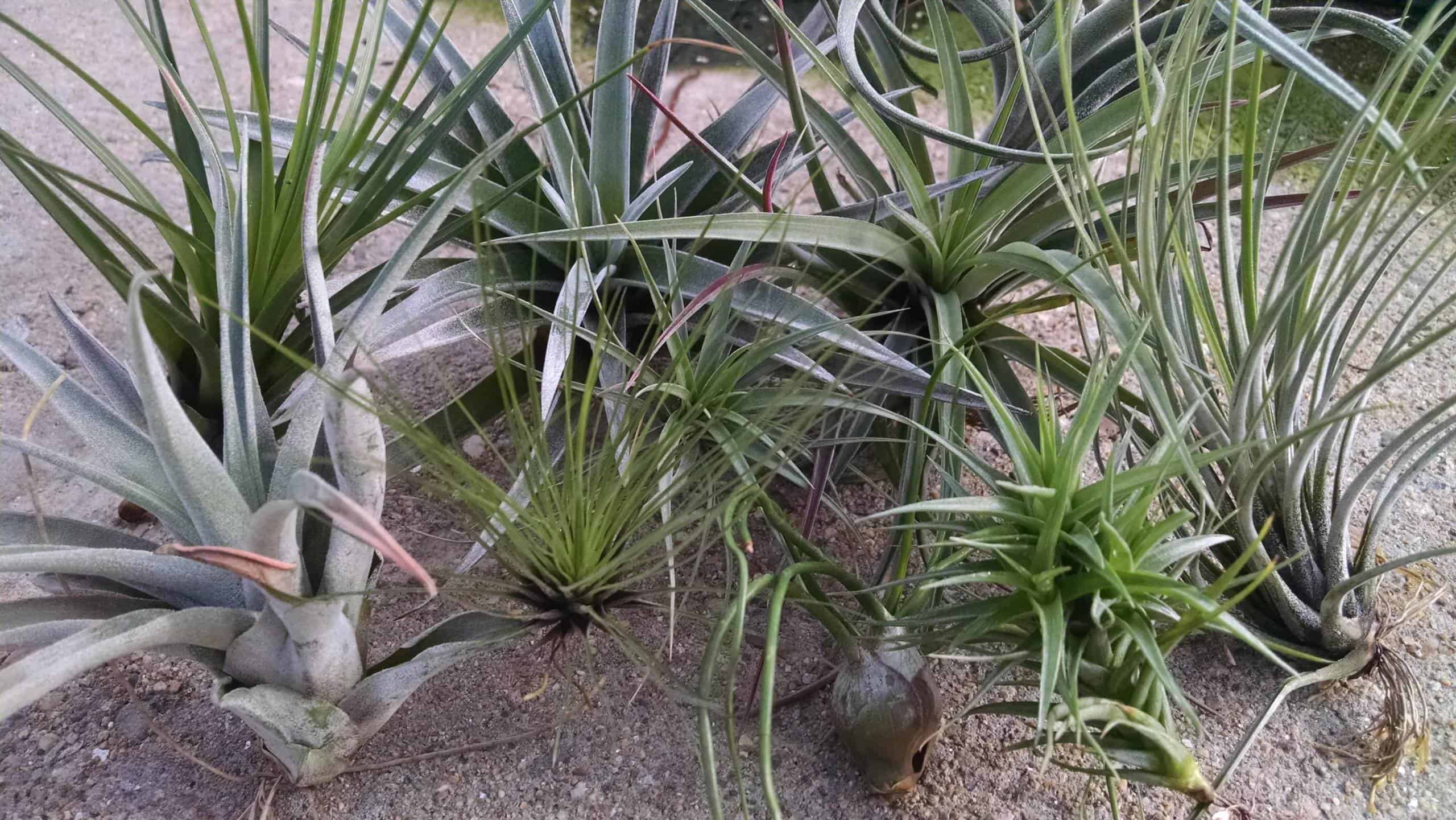 Air plant collection arranged for terrarium display by Studley Flower Gardens