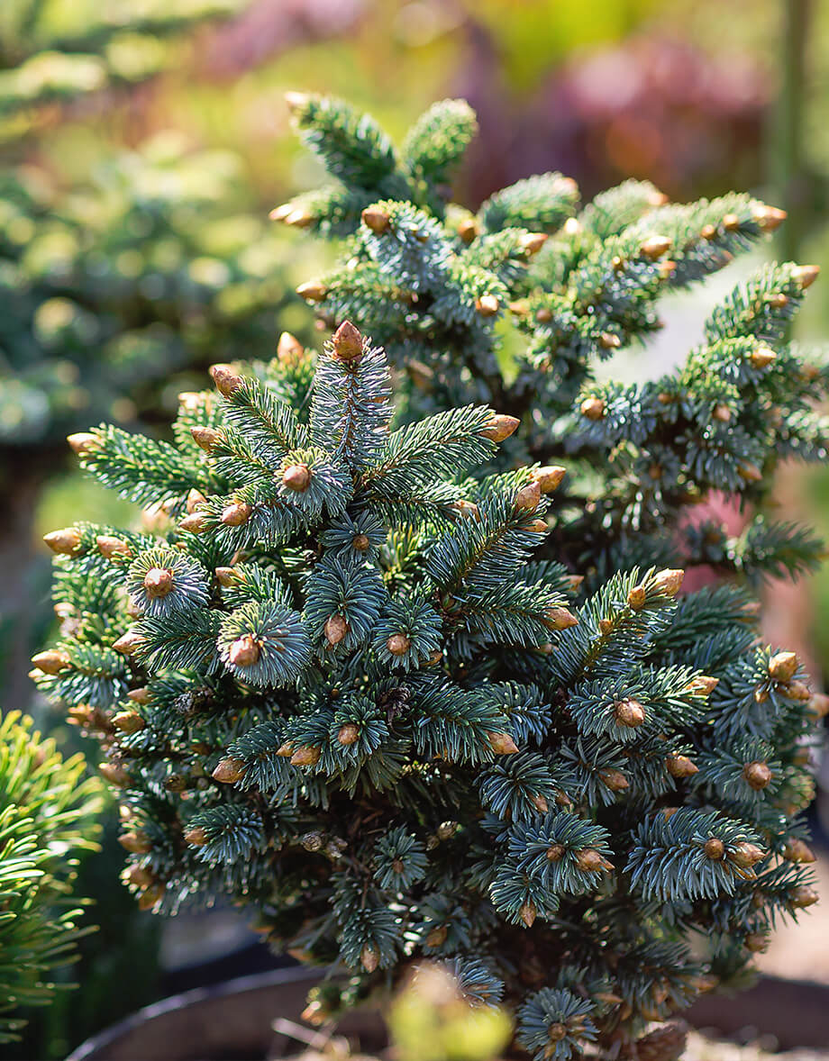 Compact evergreen shrub with dense blue-green needle foliage by Studley Flower Gardens