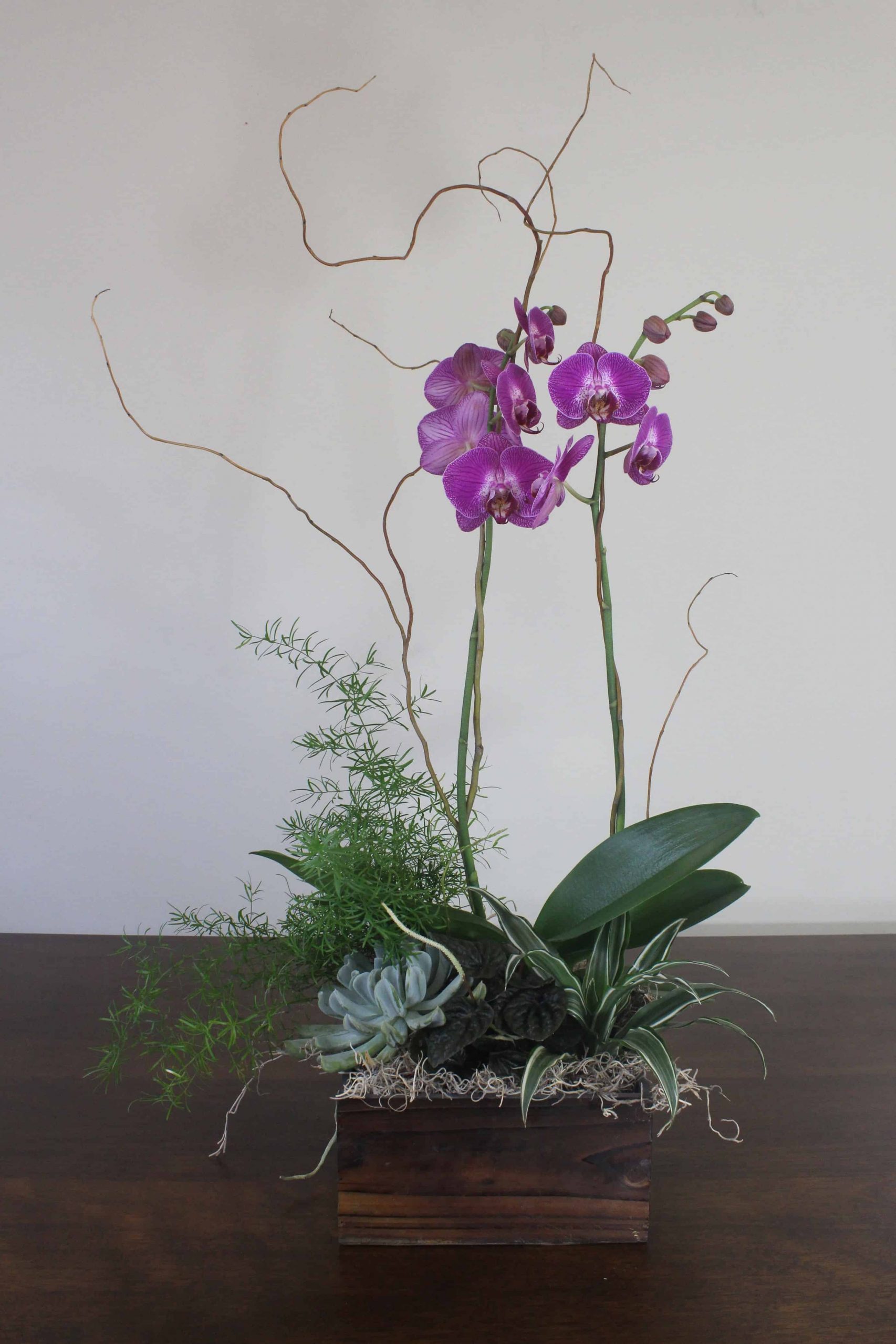Orchid plant with curly willow branches in a wooden box by Studley Flower Gardens
