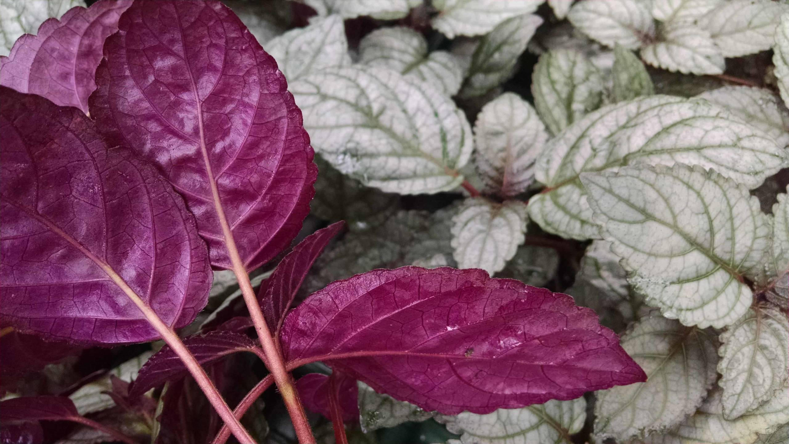 Red Flame Waffle Plant with shimmery silver-violet leaves by Studley Flower Gardens