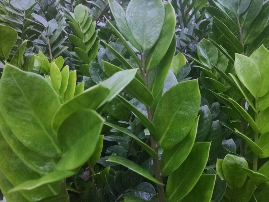 zz plant, eternity plant detail image