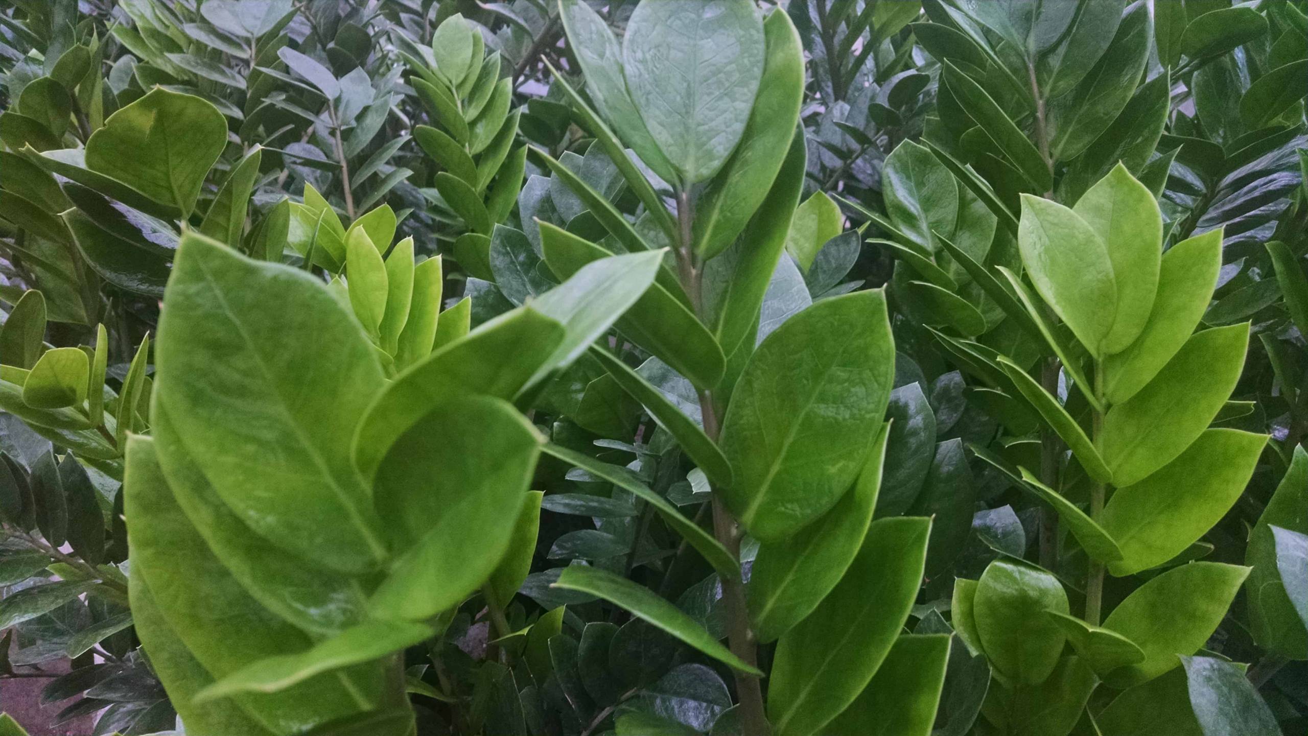 zz plant, eternity plant detail image