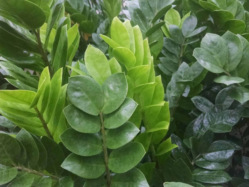 ZZPLANT scaled image