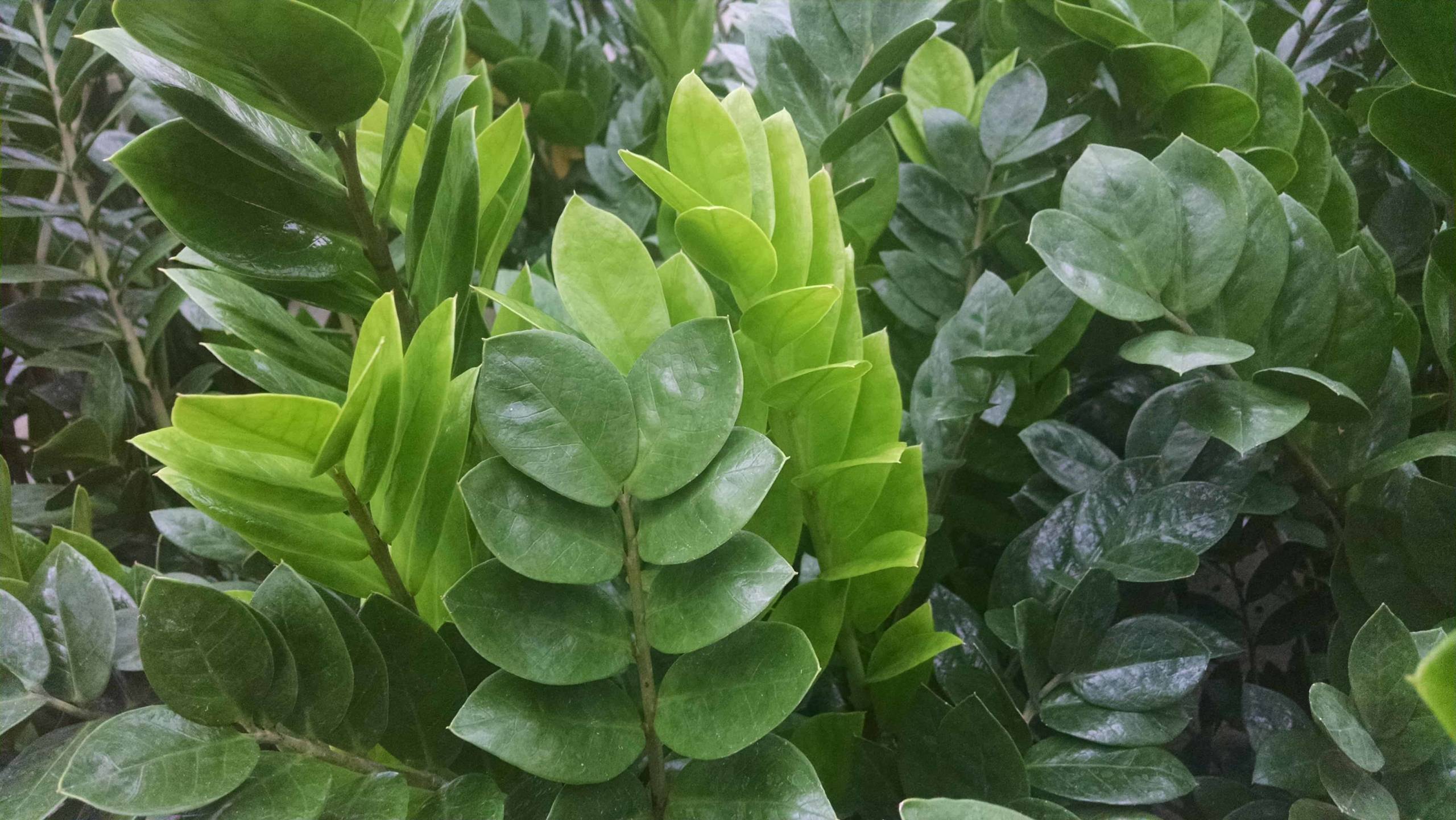 ZZPLANT scaled image
