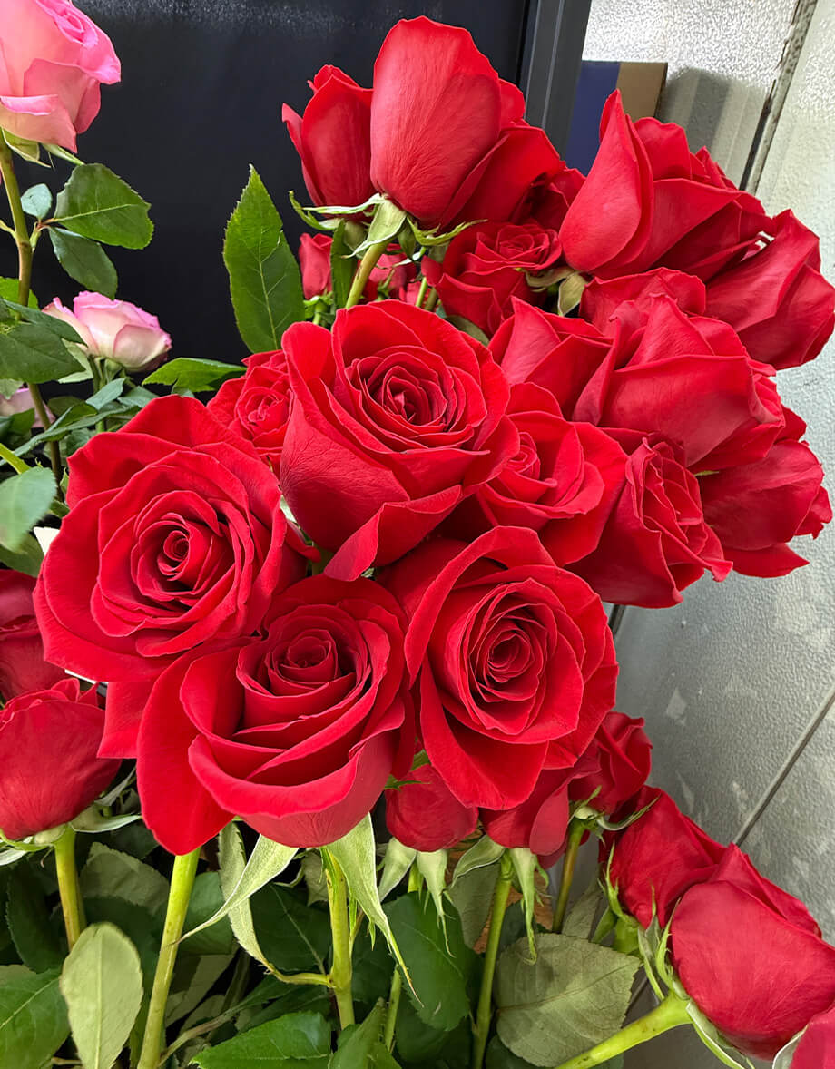 bunch of vibrant red roses with green leaves at garden center by Studley Flower Gardens