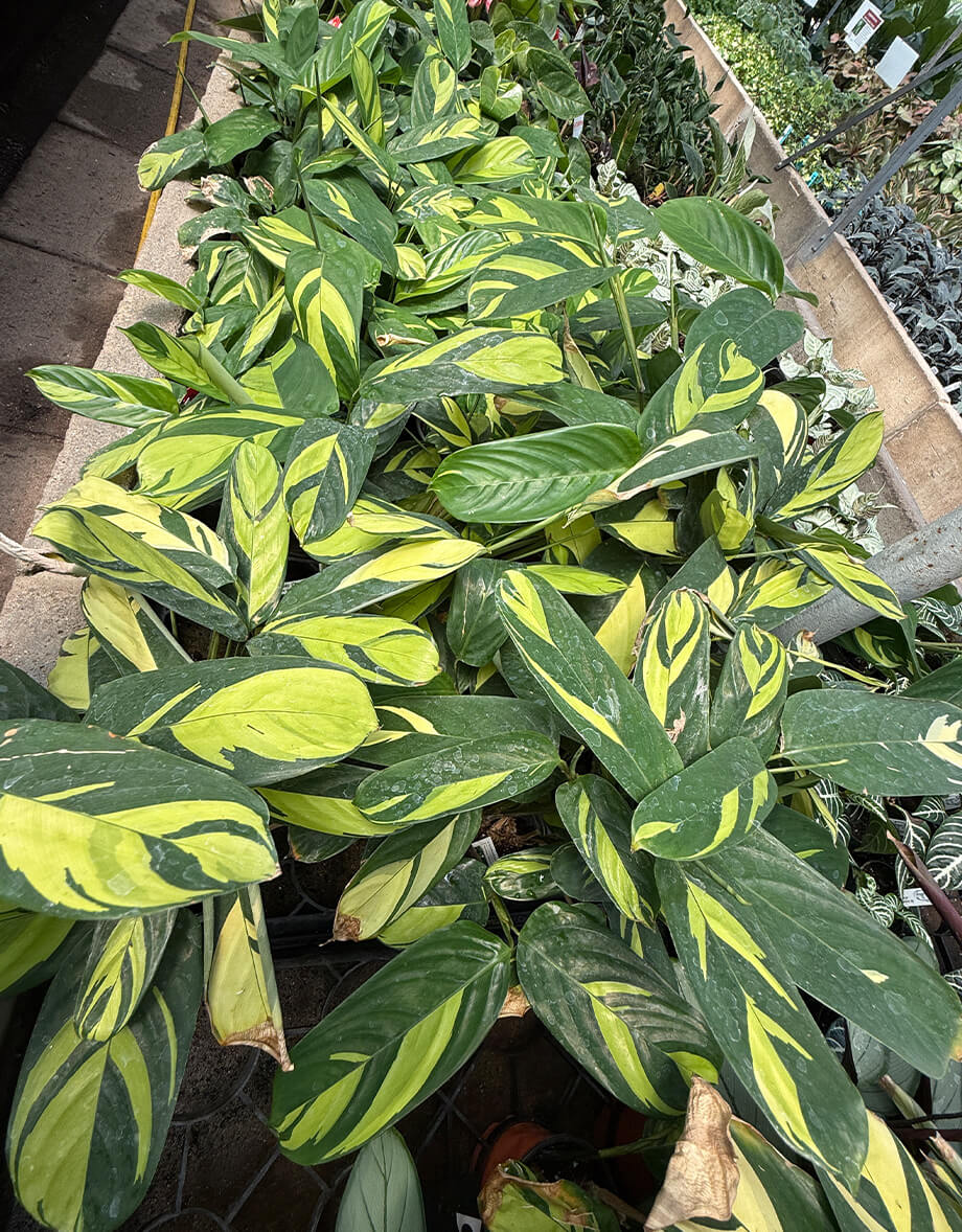 Variegated houseplants with green and yellow leaves at garden center by Studley Flower Gardens