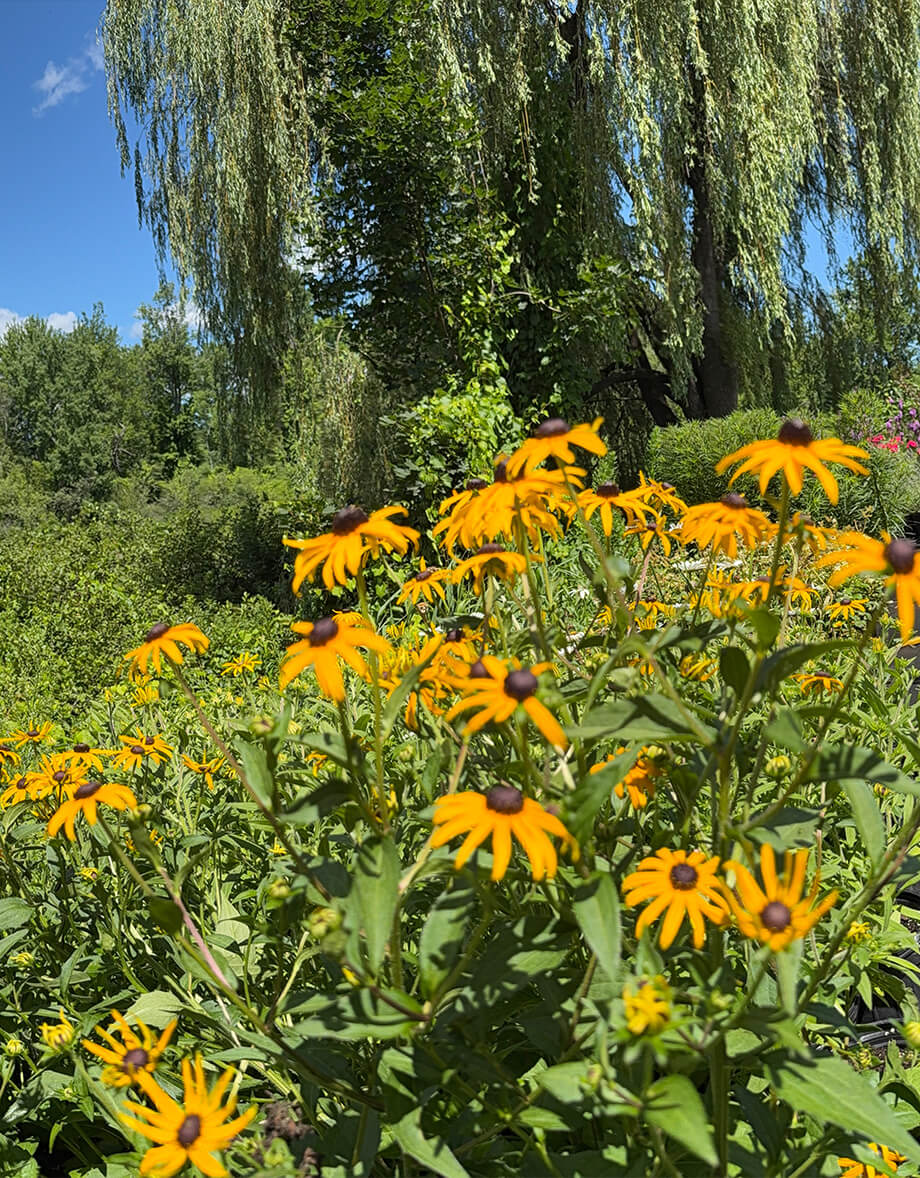 Black-eyed Susan flowers with green foliage and willow tree in background by Studley Flower Gardens