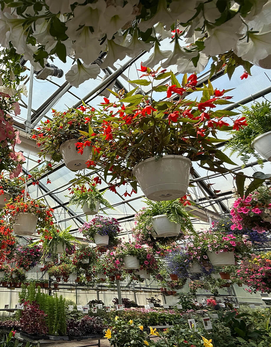 Hanging baskets with red and white flowers in greenhouse at garden center by Studley Flower Gardens