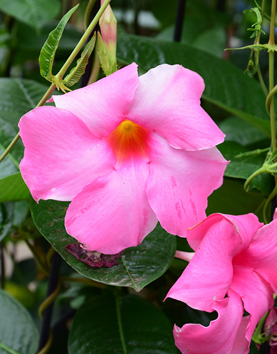 Pink Alice de Pont mandevilla flower with green leaves by Studley Flower Gardens