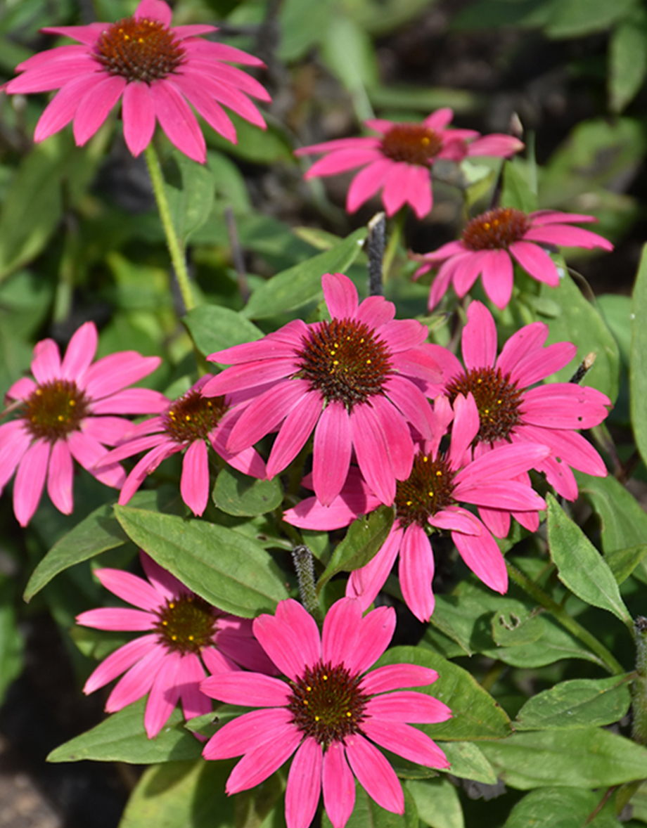 Artisan brilliant rose coneflower with vibrant pink petals and green leaves by Studley Flower Gardens
