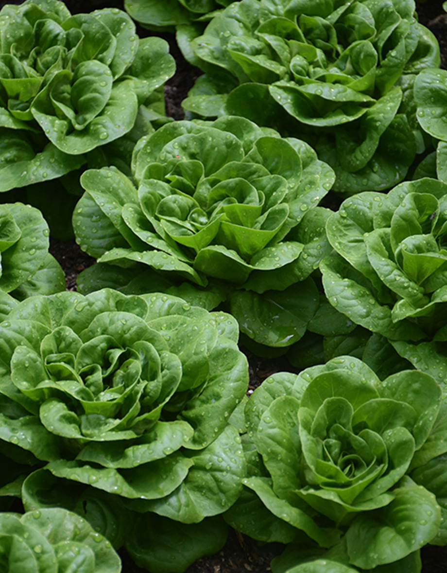 Buttercrunch lettuce heads with fresh water droplets by Studley Flower Gardens