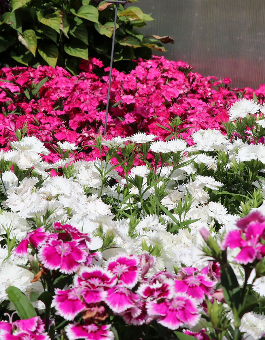 Colorful pink and white annual flowers in garden beds by Studley Flower Gardens