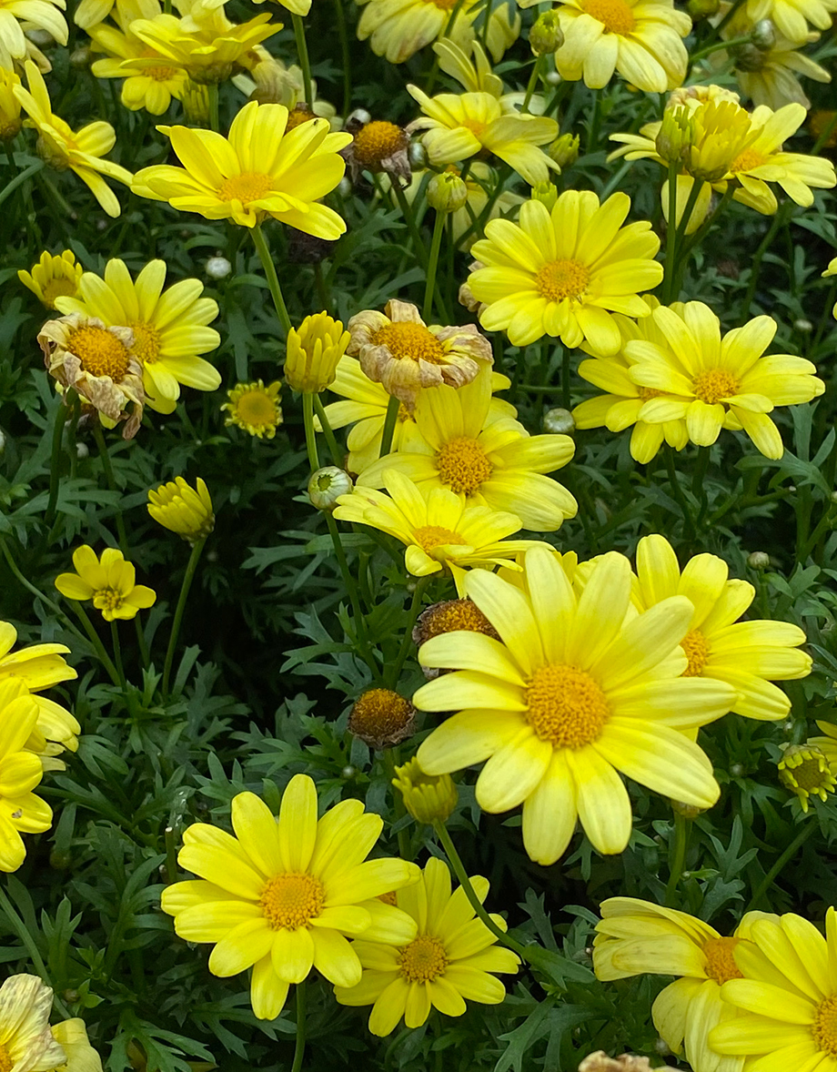 Yellow daisy flowers with green foliage at Studley Flower Gardens by Studley Flower Gardens