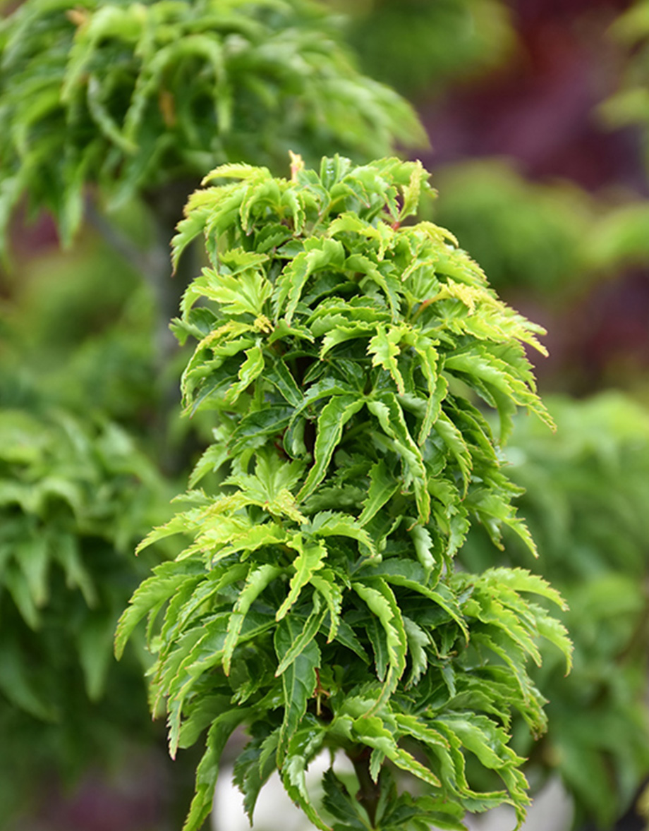 Lions Head Japanese maple foliage with bright green curled leaves by Studley Flower Gardens