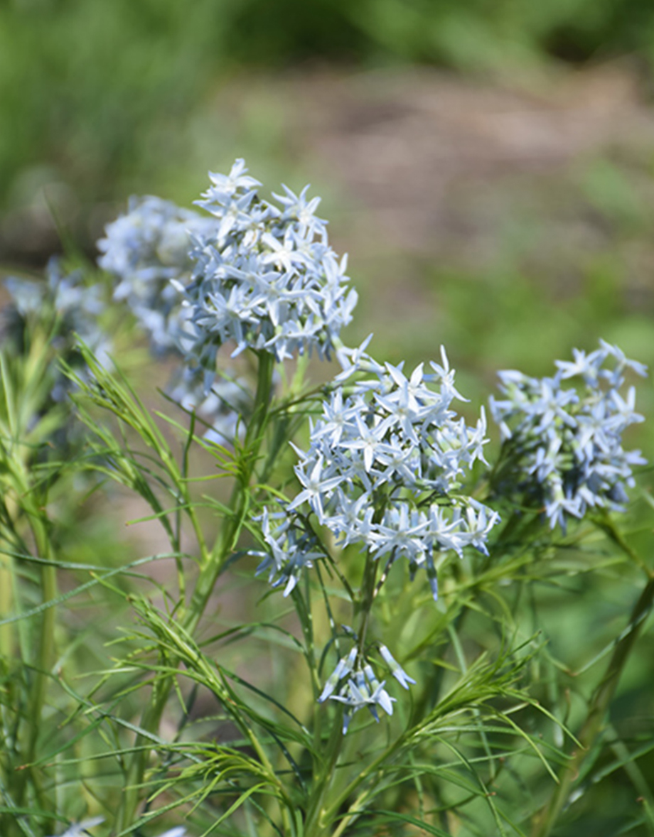 Narrow leaf blue star flowers with delicate pale blue petals by Studley Flower Gardens