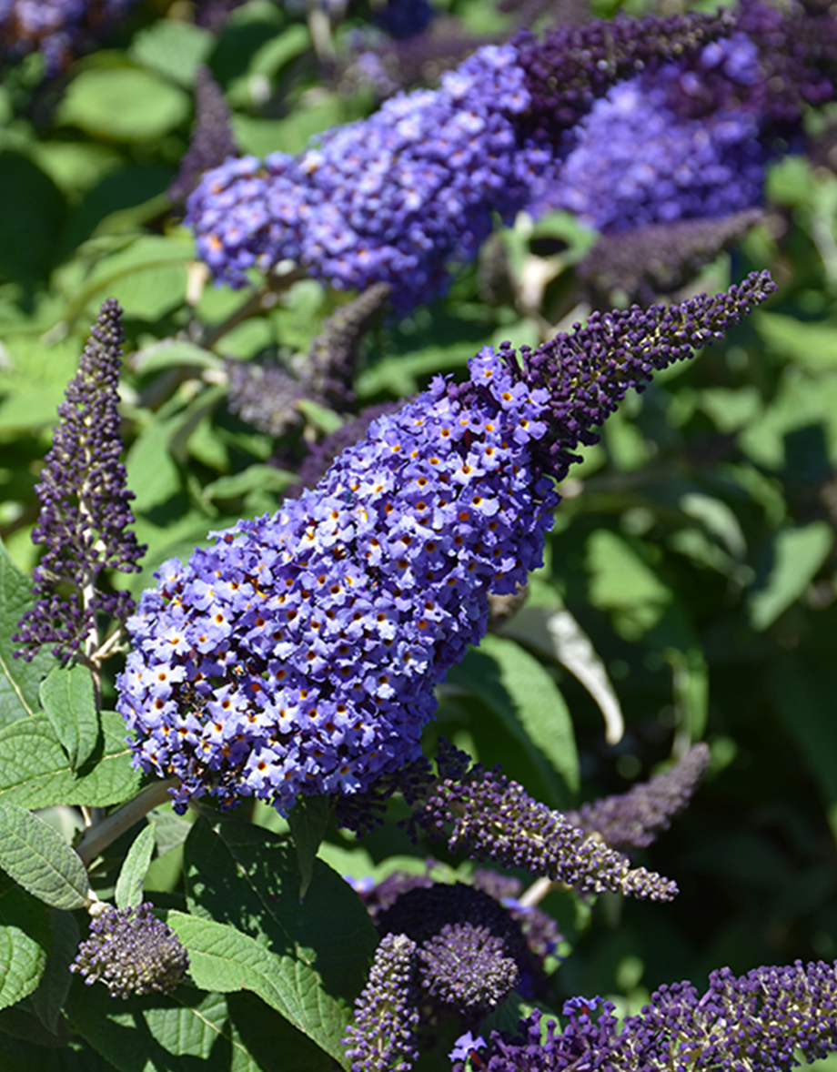 Pugster blue butterfly bush with vibrant purple flower clusters by Studley Flower Gardens
