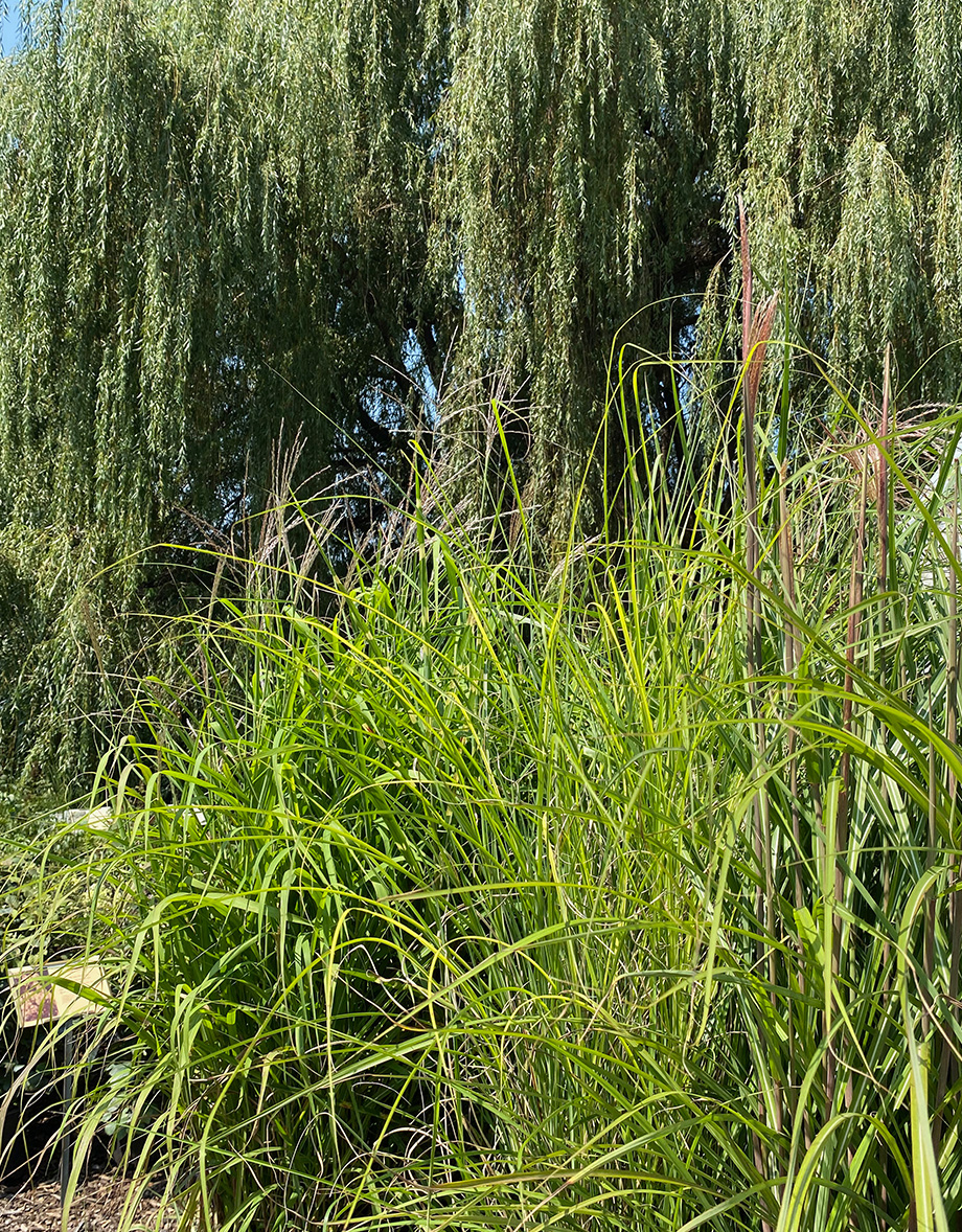 Tall ornamental grasses with lush green foliage and weeping willow trees by Studley Flower Gardens