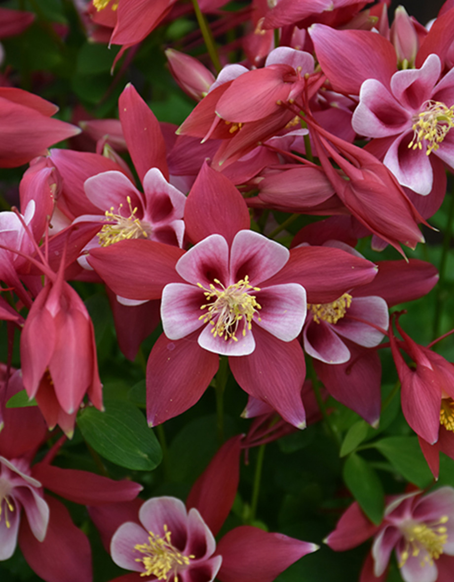 Winky red and white columbine flowers with yellow stamens by Studley Flower Gardens