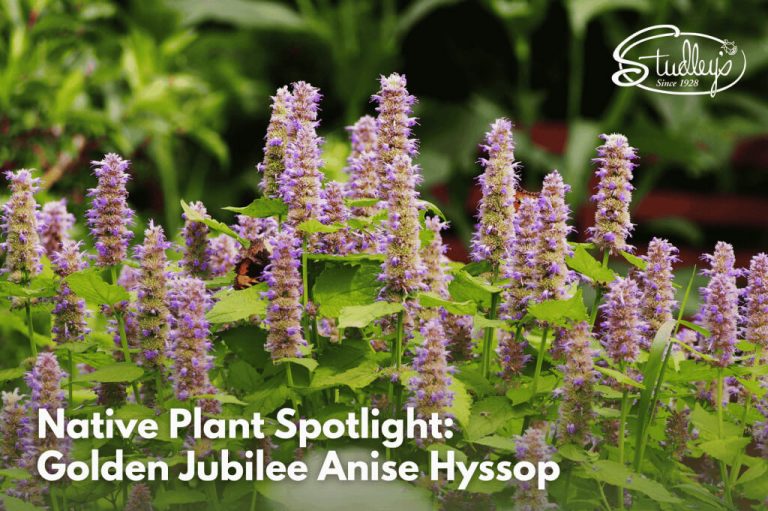 Purple anise hyssop flower spikes with bright green leaves by Studley Flower Gardens