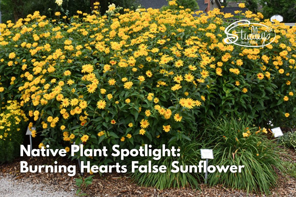 native garden plants burning hearts false sunflower