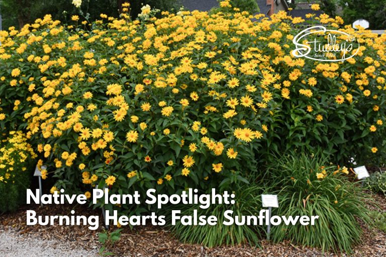 native garden plants burning hearts false sunflower