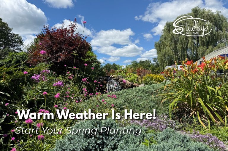 new hampshire spring planting outdoor garden