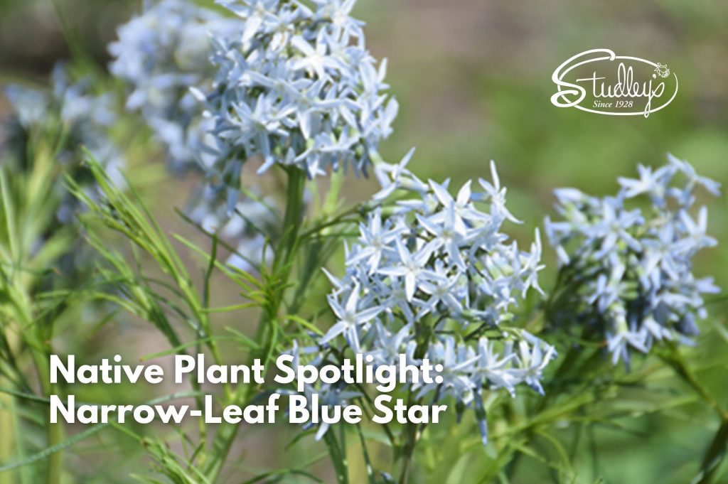 low maintenance native perennials narrow-leaf-blue-star