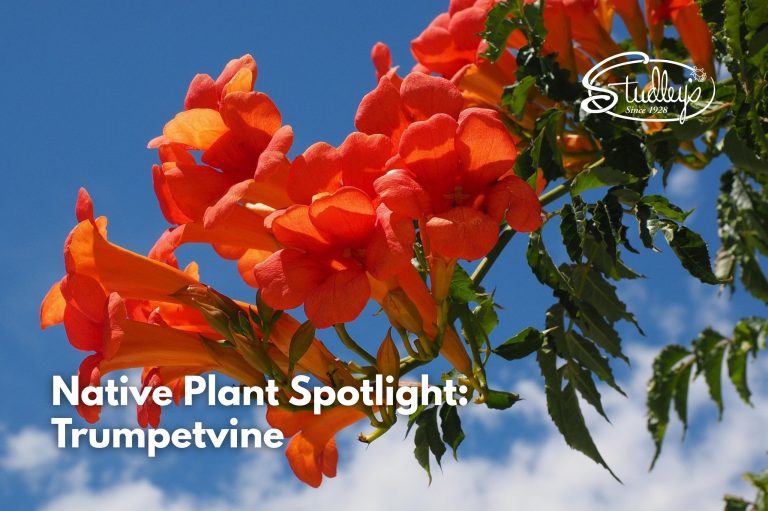native pollinator plants trumpetvine