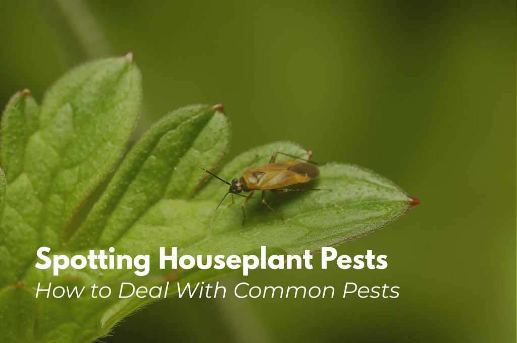 house plant care common pests