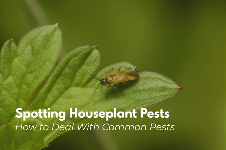 house plant care common pests