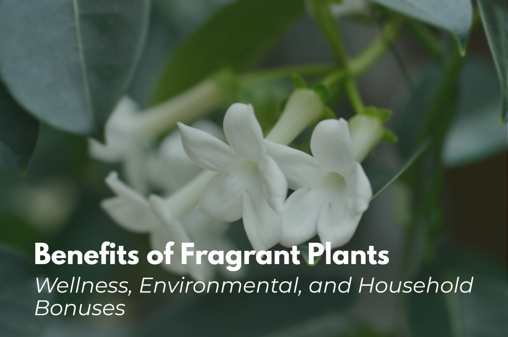 fragrant plants benefits