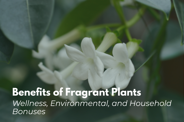 fragrant plants benefits