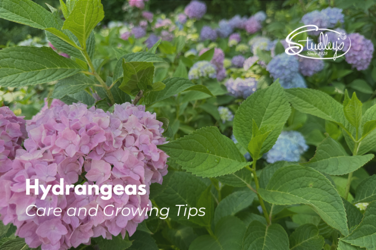 hydrangeas new hampshire
